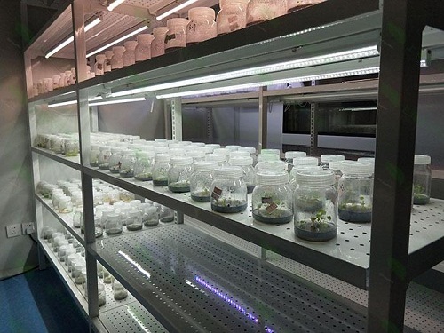 穆棱植物组织培养实验室设计建设方案